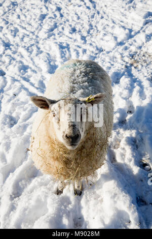 Moutons blancs couverts de neige et de l'article dans le champ de neige, Burwash, East Sussex, Angleterre, Royaume-Uni, Europe Banque D'Images