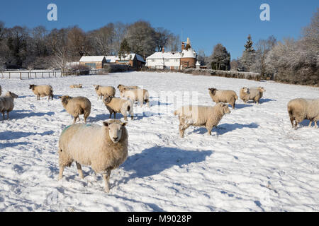 Ancienne maison Oast avec des moutons dans le champ couvert de neige provenant de sentier public, Burwash, East Sussex, Angleterre, Royaume-Uni, Europe Banque D'Images