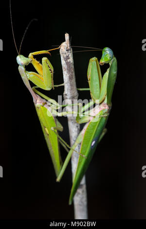 Une paire de Rainfrest, Mantis, majuscula. â€" Maliau Basin, Sabah, Malaisie, Bornéo, Banque D'Images