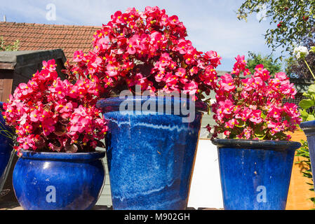 Décoration florale simple fourni par les plantes annuelles en bleu les semoirs en terre cuite dans un tout petit jardin de ville à Calne Wiltshire England UK Banque D'Images