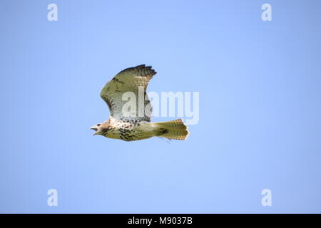 Queue rouge Hawk Banque D'Images