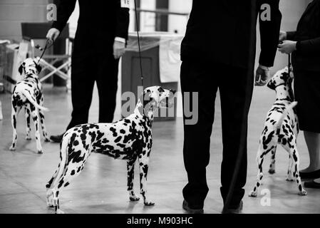 Celtic Classic Dog Show 2018 Dalmatiens en attente de faire juger. Banque D'Images