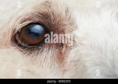 Chien caniche de macro oeil avec l'infection. Close-up of dog eye with copy space Banque D'Images