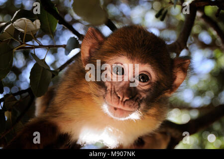 Singe de barbarie dans la forêt. Montagnes de l'Atlas, au Maroc. Banque D'Images