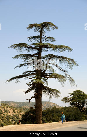 Cèdre de l'Atlas. Montagnes de l'Atlas, Maroc Banque D'Images