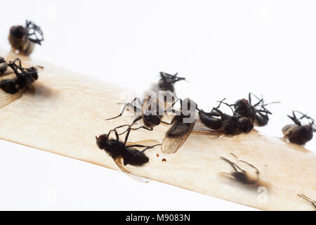 Plusieurs Les pollénies, Pollenia rudis, collé sur papier. Ces mouches peuvent infester homes en grand nombre. England UK GO Banque D'Images