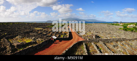 Vignobles à l'intérieur des parois de lave à Criação Velha. Site du patrimoine mondial de l'UNESCO. Pico, Açores, Portugal Banque D'Images