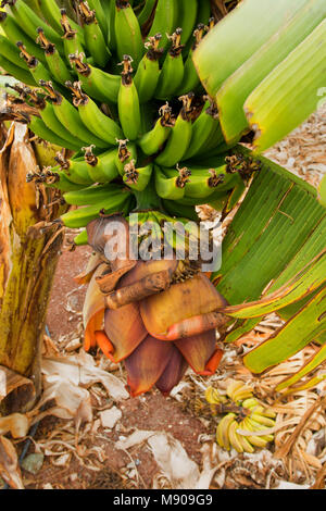 Des bananes vertes et fleurs de banane sur l'arbre est cultivé commercialement dans Paphos, Méditerranée, Europe Banque D'Images