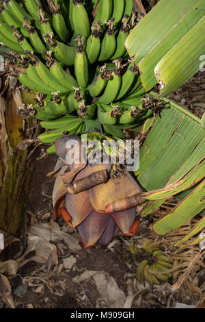 Des bananes vertes et fleurs de banane sur l'arbre est cultivé commercialement dans Paphos, Méditerranée, Europe Banque D'Images