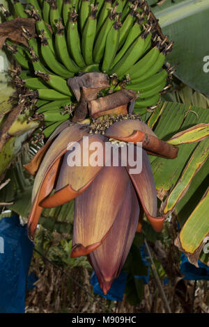 Des bananes vertes et fleurs de banane sur l'arbre est cultivé commercialement dans Paphos, Méditerranée, Europe Banque D'Images