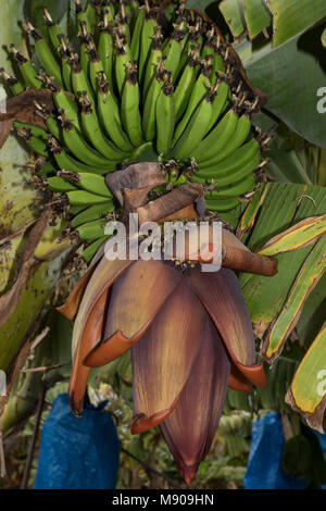 Des bananes vertes et fleurs de banane sur l'arbre est cultivé commercialement dans Paphos, Méditerranée, Europe Banque D'Images