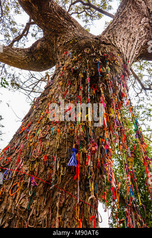 Bracelets colorés laissés par les visiteurs à un arbre utilisé par les Khmers rouges au club les bébés et les enfants à mort, Choeung Ek Killing Fields Centre Génocide, Phnom Penh, Cambodge, site où des dizaines de milliers de Cambodgiens ont été tués par les Khmers rouges sous les ordres de Pol Pot de 1975-1979. Banque D'Images