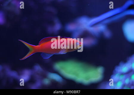 Anthias poisson en aquarium récifal Banque D'Images