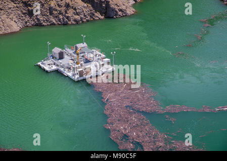 Cougar.Il se trouve dans la partie de l'Oregon est le bassin hydrographique de la rivière McKenzie Banque D'Images