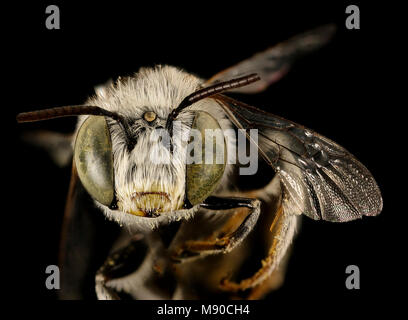 Anthophora curta, m, visage, Cochise Co, San Simon, AZ Banque D'Images