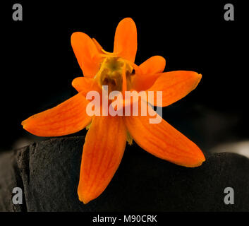 Asclepias tuberosa Asclépiade tubéreuse, 3 ou Asclépiade tubéreuse, Howard County, MD, Banque D'Images