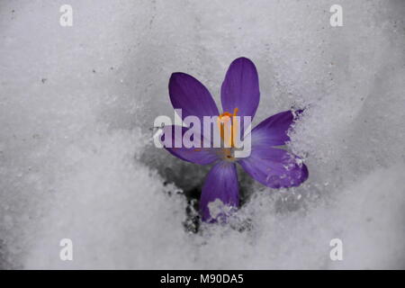 Crocus émergeant de la neige Banque D'Images