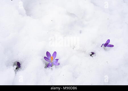 Crocus émergeant de la neige Banque D'Images