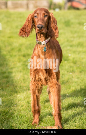 Un chiot Setter Irlandais ressemble à l'appareil photo la pause de mâcher un os dans l'arrière-cour Banque D'Images