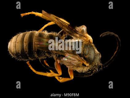 Halictus confusus, m, retour, Prince George's Co, MD Banque D'Images