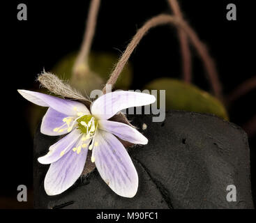 Usine de pollinisateurs. Hepatica nobilis var obtusa, Hepatica, Howard County, MD, Banque D'Images