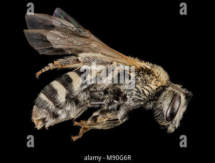 Lasioglossum sisymbrii, F, côté , UT, Garfield Comté Banque D'Images