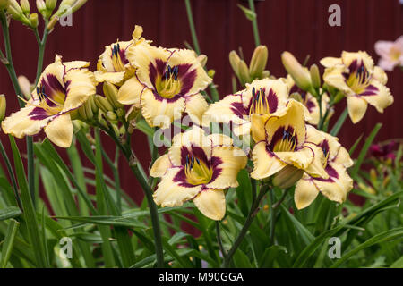 'Canadian Border Patrol' hémérocalle, Daglilja (Hemerocallis) Banque D'Images