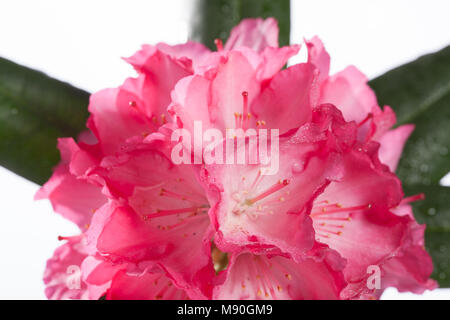 'Fantastica' Yakushima rhododendron (Rhododendron Yakushimanum, Praktrododendron) Banque D'Images