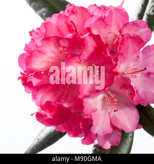 'Fantastica' Yakushima rhododendron (Rhododendron Yakushimanum, Praktrododendron) Banque D'Images