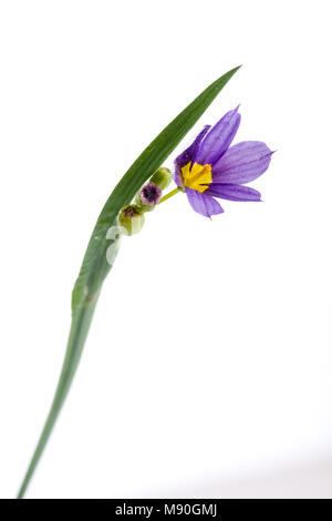 American Blue-eyed-herbe, Blå gräslilja (Sisyrinchium montanum) Banque D'Images