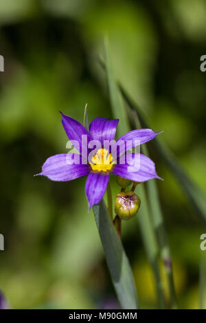 American Blue-eyed-herbe, Blå gräslilja (Sisyrinchium montanum) Banque D'Images