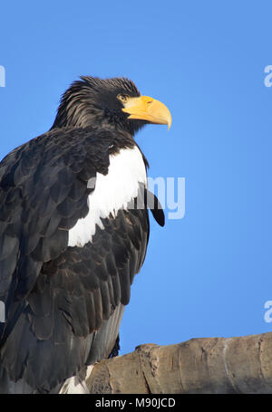 Libre de l'Aigle de mer de Steller (Haliaeetus pelagicus) sur fond bleu Banque D'Images