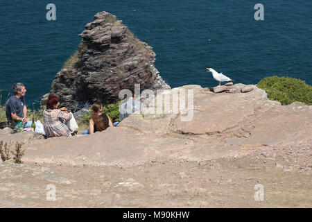 Zilvermeeuw, Goéland argenté Larus argentatus Banque D'Images