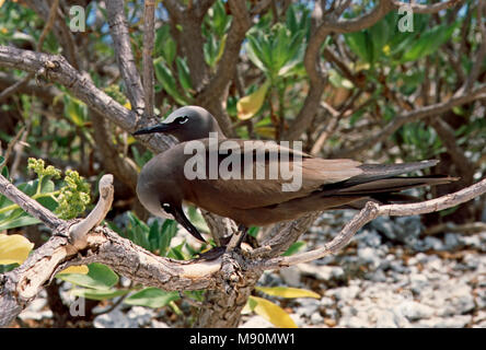 Noddy twee vogels boom en Australie, noddi brun deux oiseaux dans l'arbre en Australie Banque D'Images