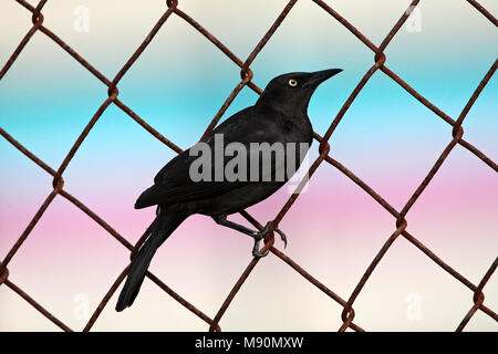 Mannetje zittend Caribische Troepiaal dans gaas-Tobago, Quiscale bronzé Carib perché dans masculin wire fence-Tobago Banque D'Images