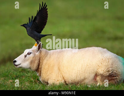 Jackdaw commun décoller de la tête de mouton, Pays-Bas Kauw opstijgend à partir de Kop van schaap Nederland Banque D'Images