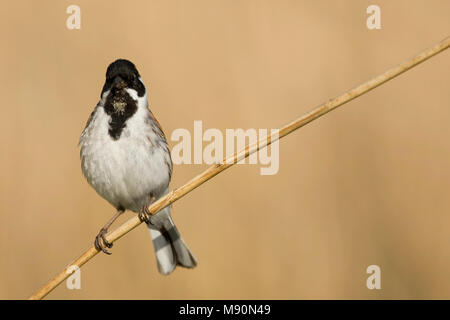 Mannetje Rietgors rietstengel op Nederland, homme politique Reed Bunting sur tige de roseau Pays-Bas Banque D'Images