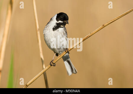 Mannetje Rietgors rietstengel op Nederland, homme politique Reed Bunting sur tige de roseau Pays-Bas Banque D'Images