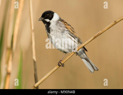 Mannetje Rietgors rietstengel op Nederland, homme politique Reed Bunting sur tige de roseau Pays-Bas Banque D'Images