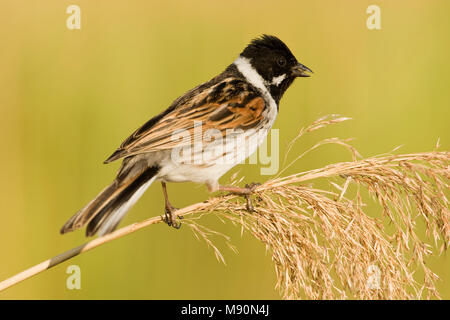 Mannetje Rietgors rietstengel op Nederland, homme politique Reed Bunting sur tige de roseau Pays-Bas Banque D'Images