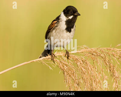 Mannetje Rietgors rietstengel op Nederland, homme politique Reed Bunting sur tige de roseau Pays-Bas Banque D'Images