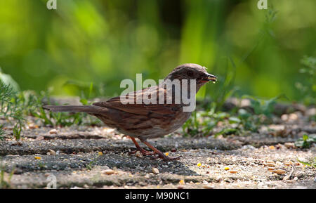 Dans foeragerend Heggenmus tuin Nederland, Pays-Bas jardin nourriture en nid Banque D'Images