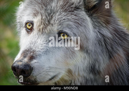 Tête de loup canadien derrière fence Banque D'Images