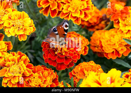 European Peacock (Aglais io) siège au papillon fleur orange Tagetes, vue du dessus Banque D'Images