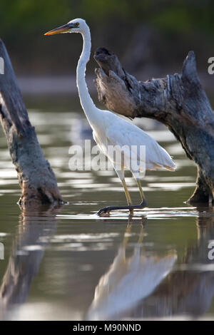 Amerikaanse Blauwe Reiger witte vorm wadend le Mexique, le Grand Héron forme blanche pataugeant au Mexique Banque D'Images