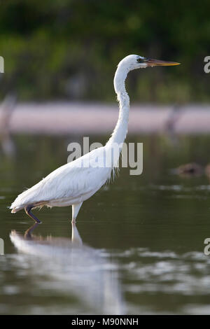 Amerikaanse Blauwe Reiger witte vorm wadend le Mexique, le Grand Héron forme blanche pataugeant au Mexique Banque D'Images