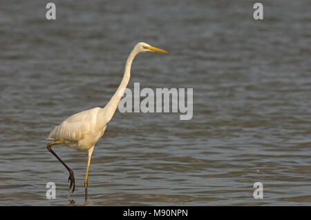 Grande Aigrette marcher dans l'eau, Grote Zilverreiger porte lopend water Banque D'Images