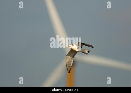 Mouette pygmée flying immatures en face de la turbine éolienne, Dwergmeeuw onvolwassen vliegend Nethelands aérogénérateur voor Nederland Banque D'Images