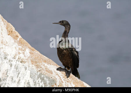 Lepelaar Pelagische juveniel op rots Californie USA, cormoran pélagique juvenile sur rock California USA Banque D'Images