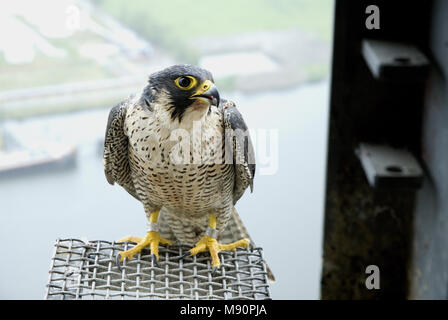 Slechtvalk bij nest, le faucon pèlerin à nestsite Banque D'Images